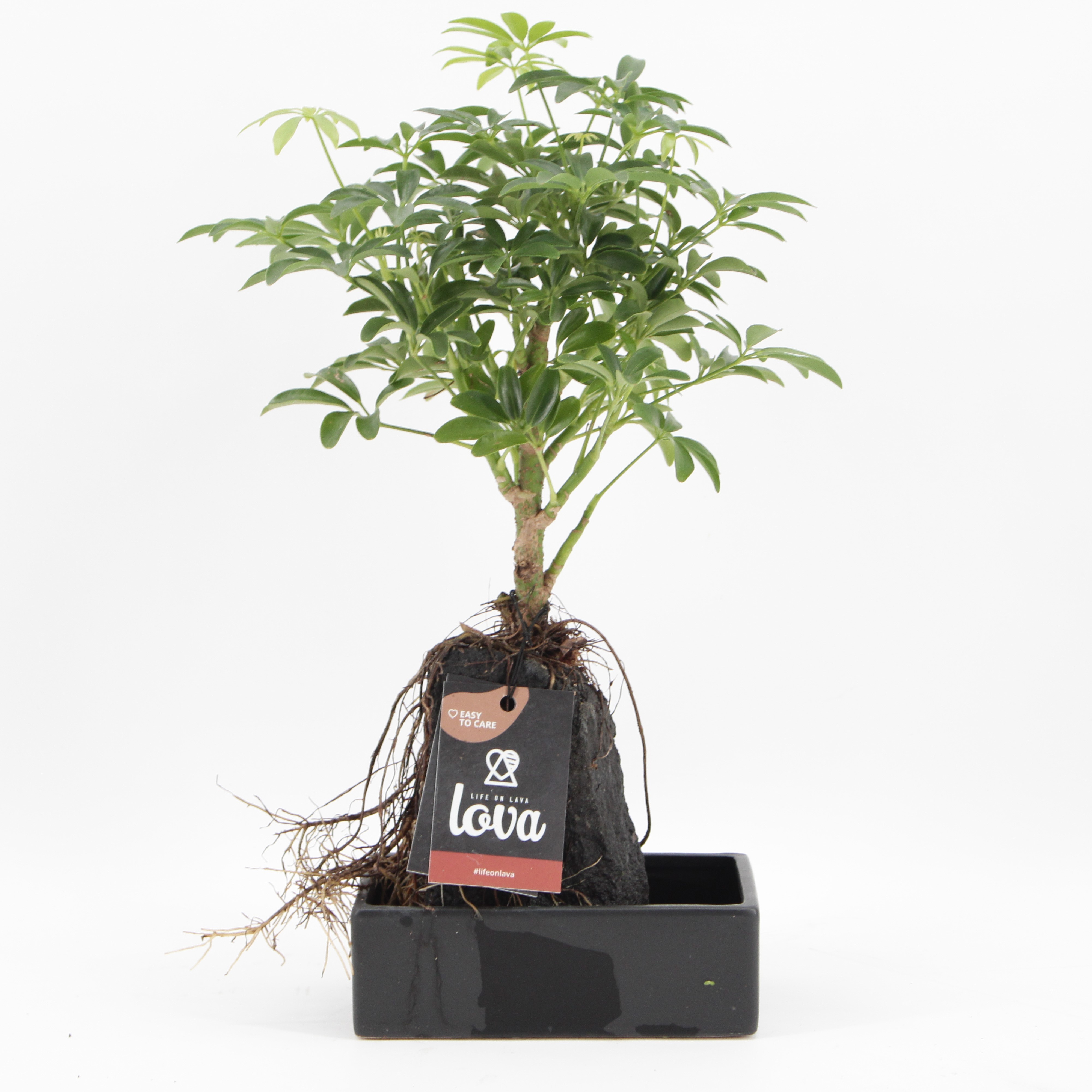 Lova Schefflera, D 17