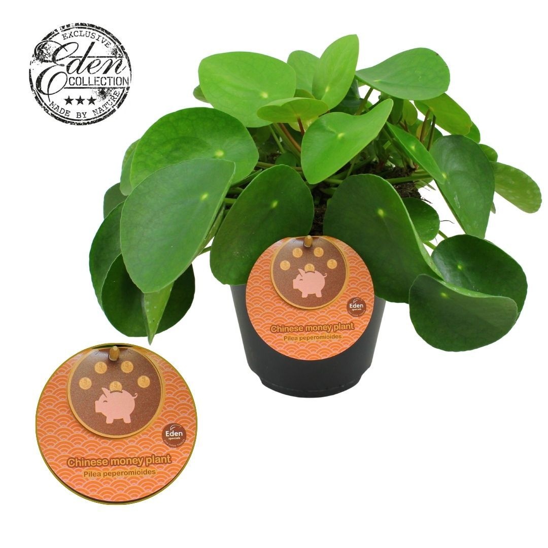 Pilea Peperomioides 15cm Engels etiket, D 15