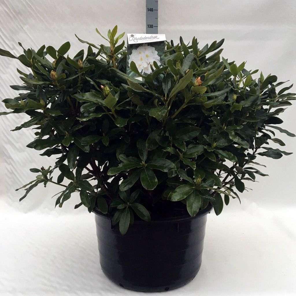 Rhodo. 'Cunningham's White' white, D 62