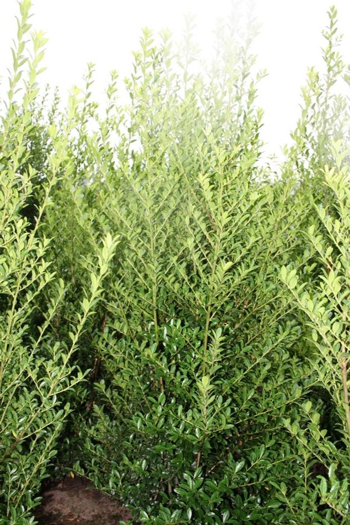 Ilex max. 'Kanehirae', D 40