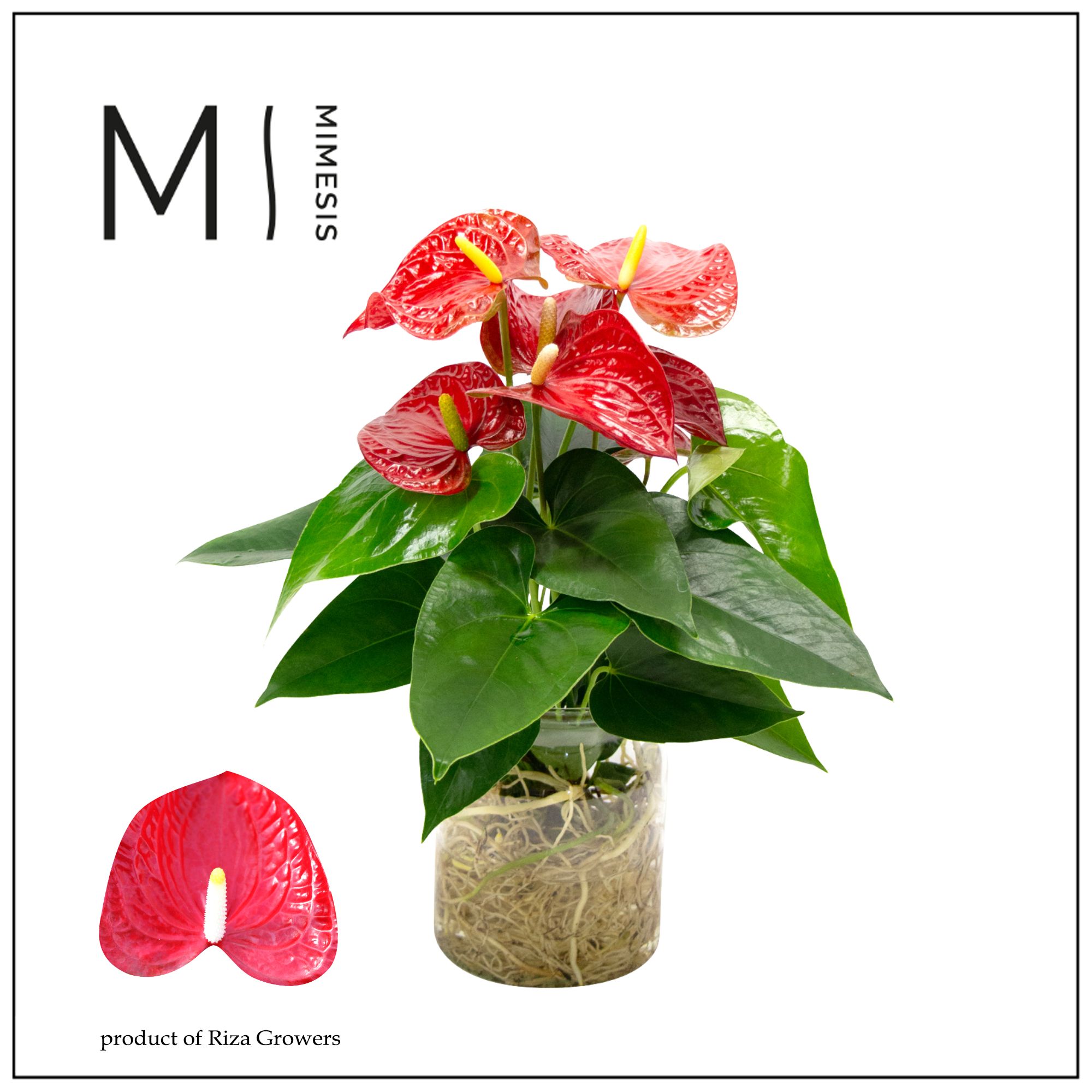Mimesis Anthurium KARMA Red - Aqua di Karma Melkbus, D 14