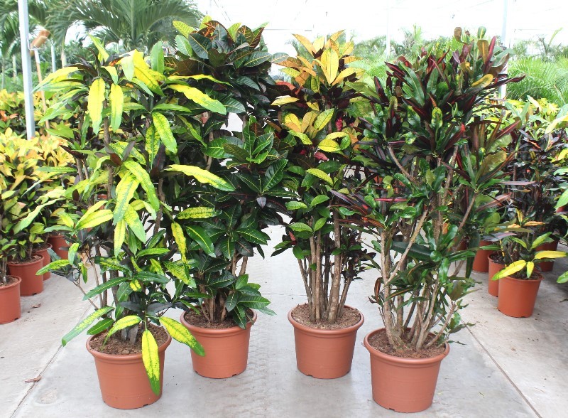 Codiaeum mix (Croton mix), D 40