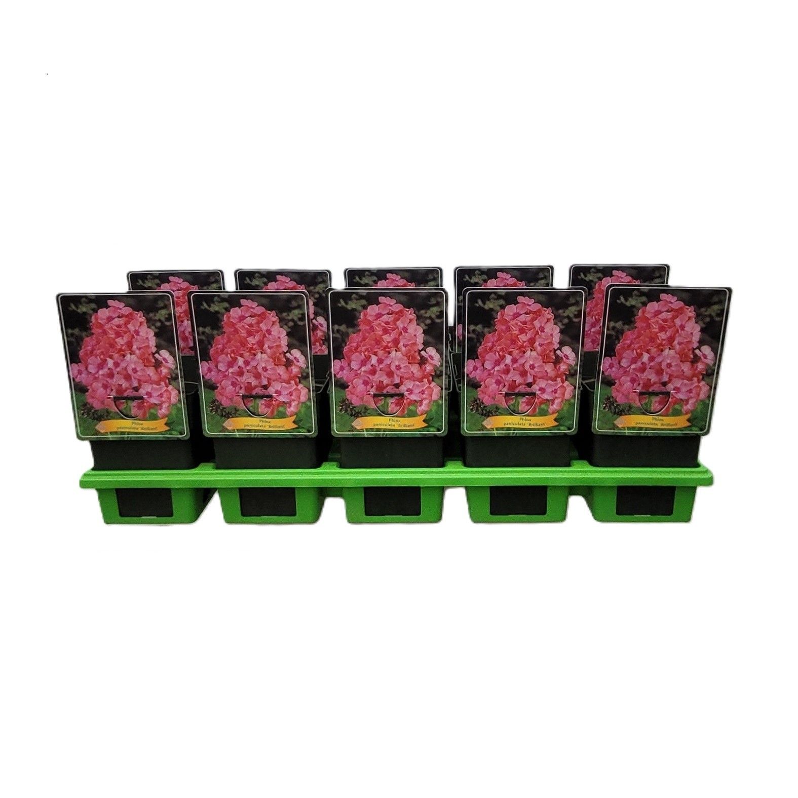 Phlox paniculata 'Brilliant' P11, D 11