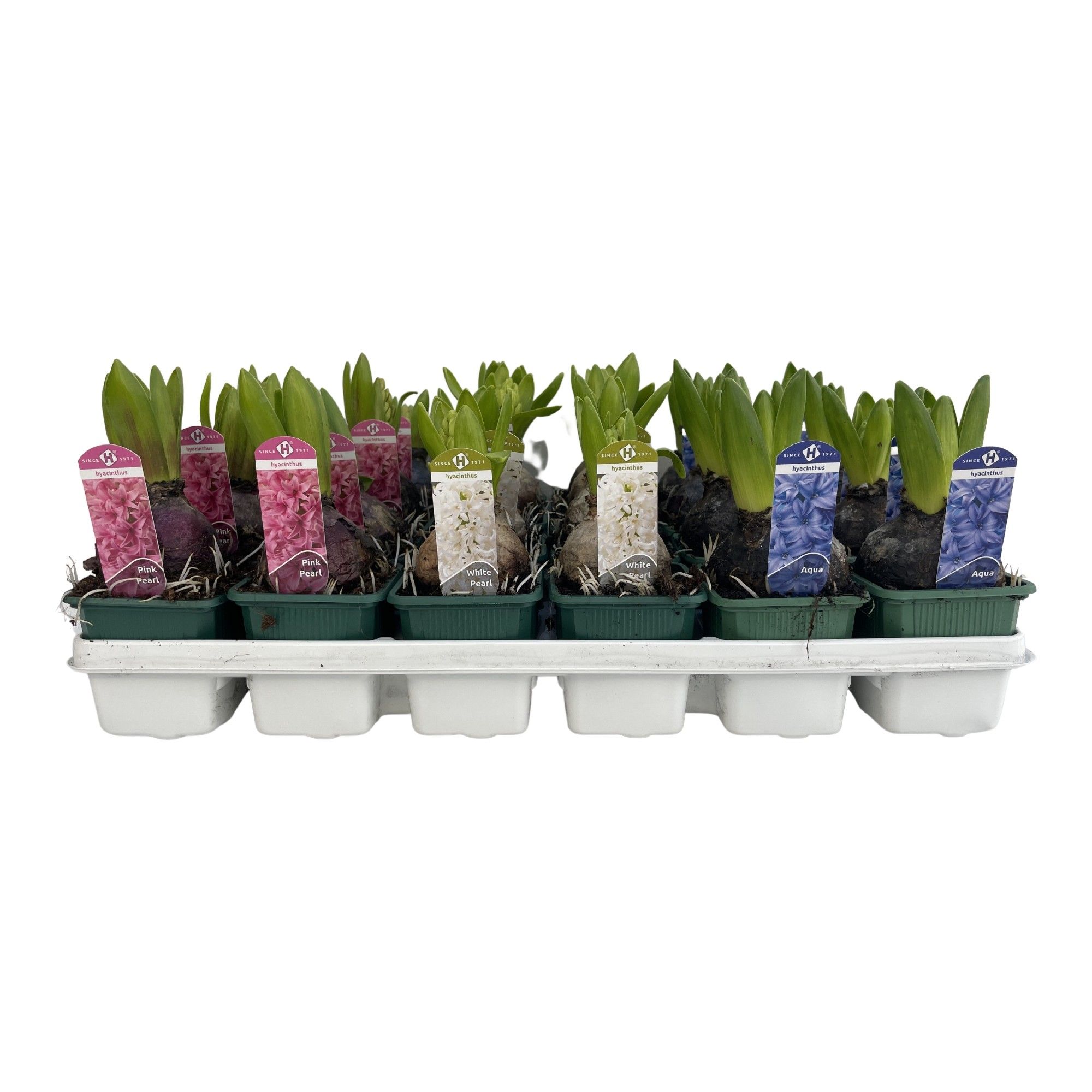 Hyacinthus orientalis gemengd 3 kleuren, D 7