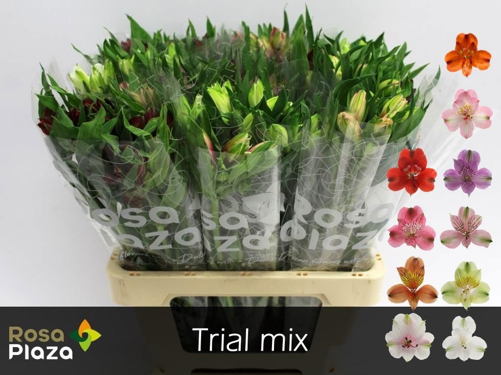 Альстромерия Микс, шт.