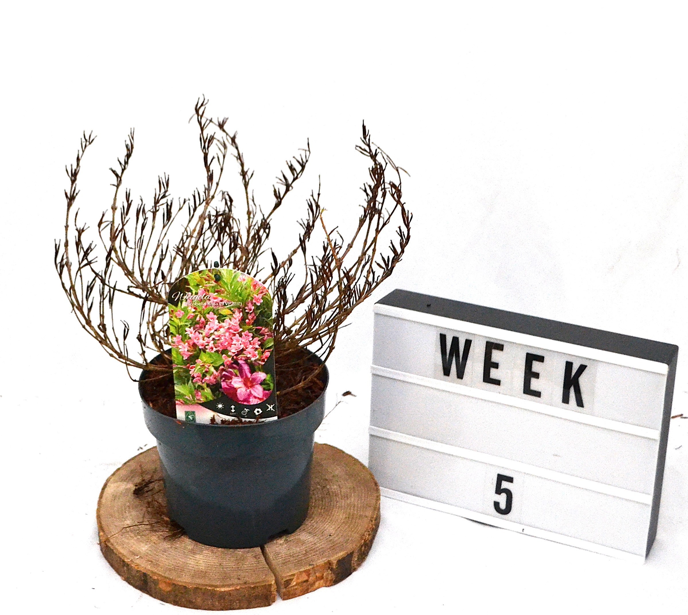 Weigela Picobella Rosa C3, D 19