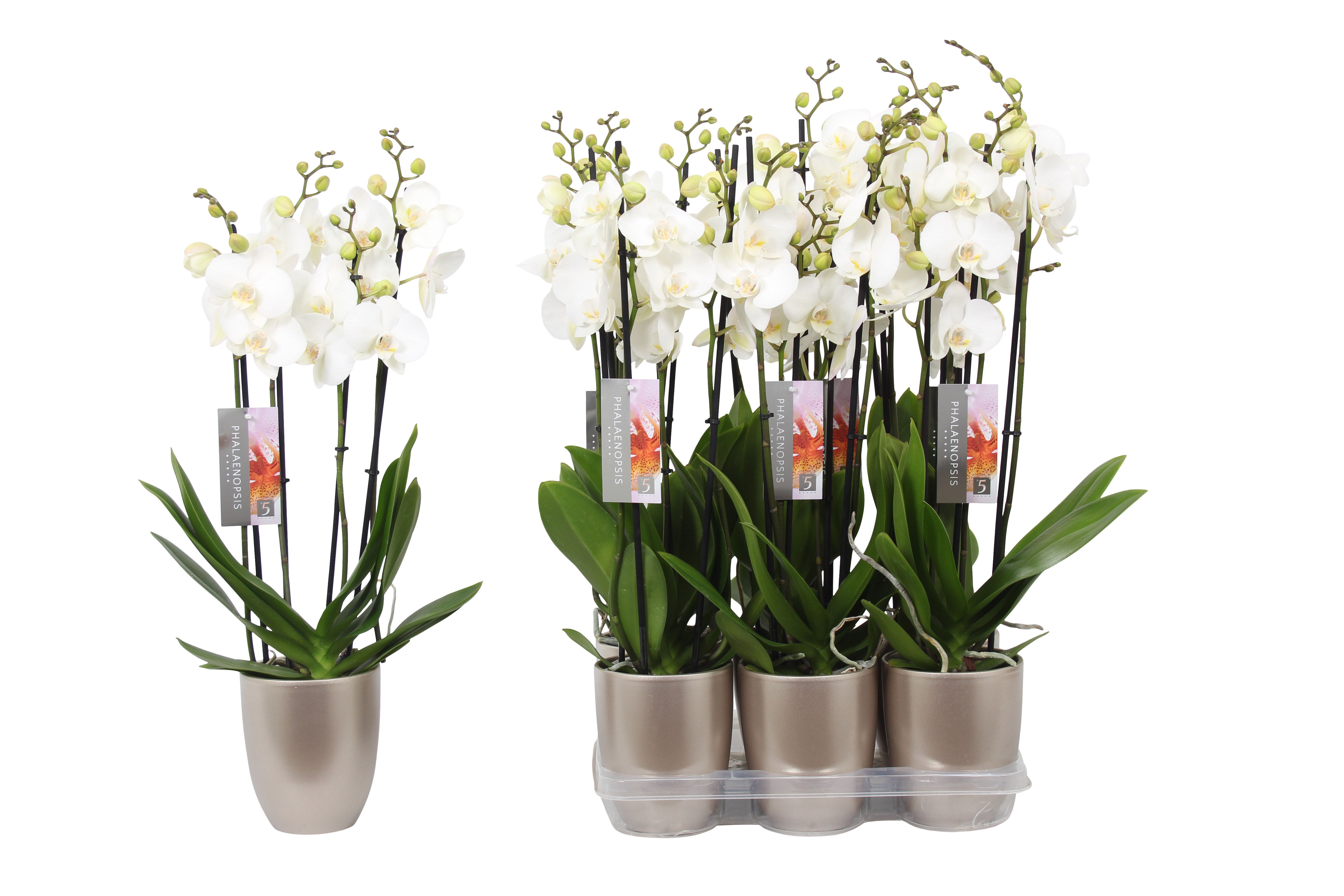 Phalaenopsis White, 4-spike Champagne Ceramics, D 12