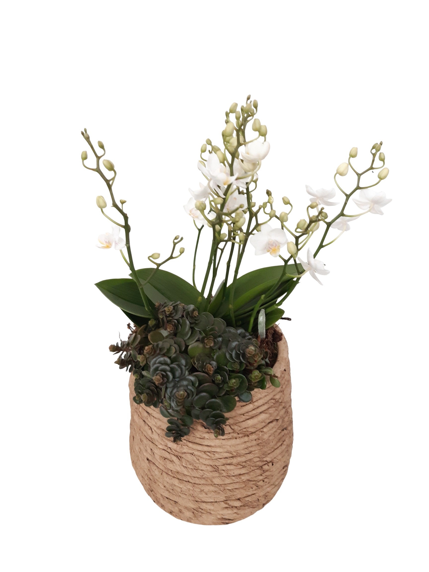 MPP20PWO Mandpot Palma Keramiek 20cm Phalaenopsis + Sedum, D 20
