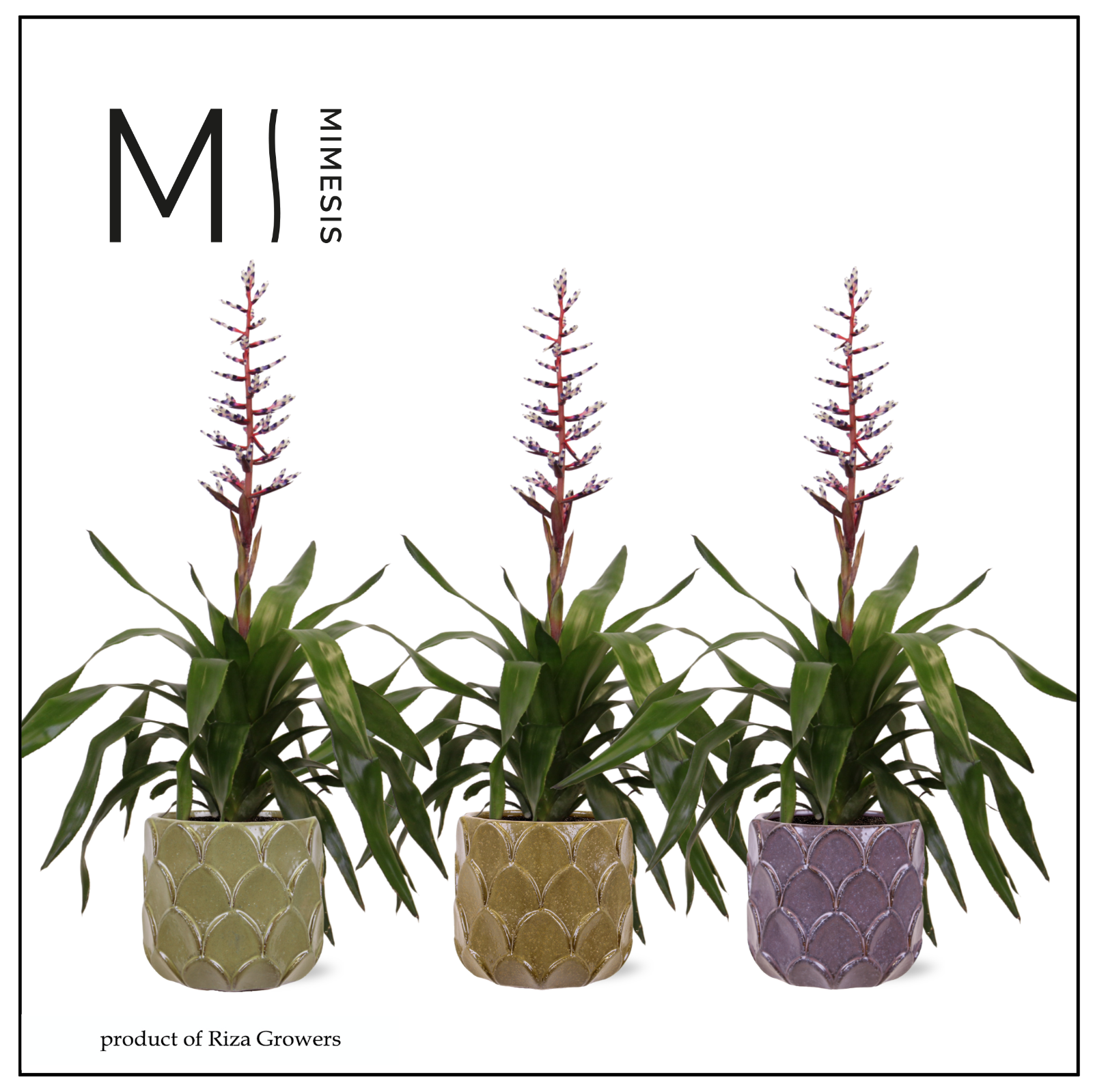 Aechmea Blue Rain - 12cm in Rica | Mimesis, D 12