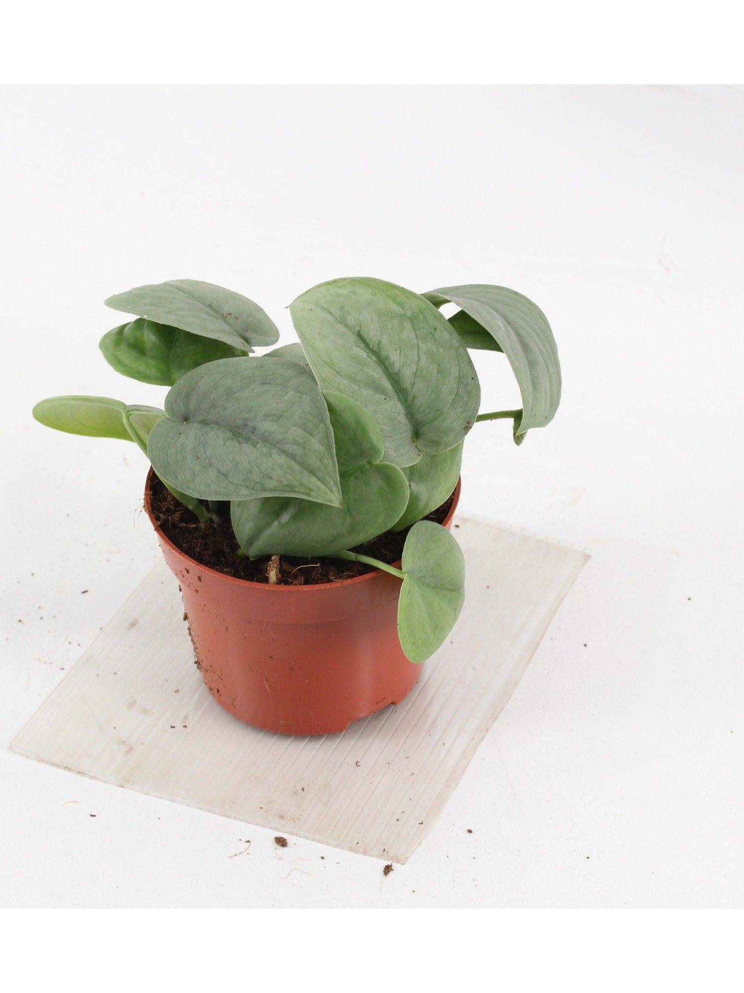 N&S SILVER HERO, D 12