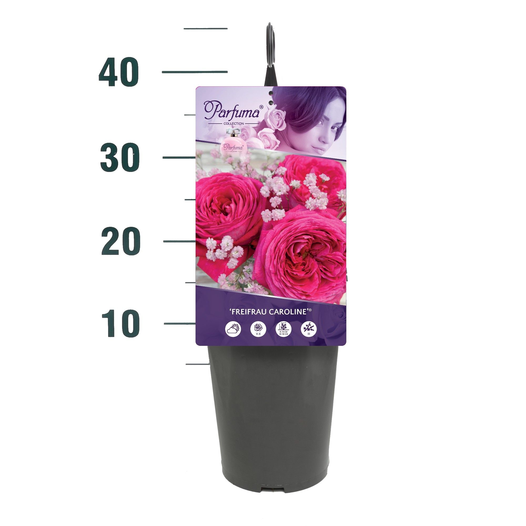 Rosa 'Freifrau Caroline' - Struik - C3rp - Parfuma, D 19