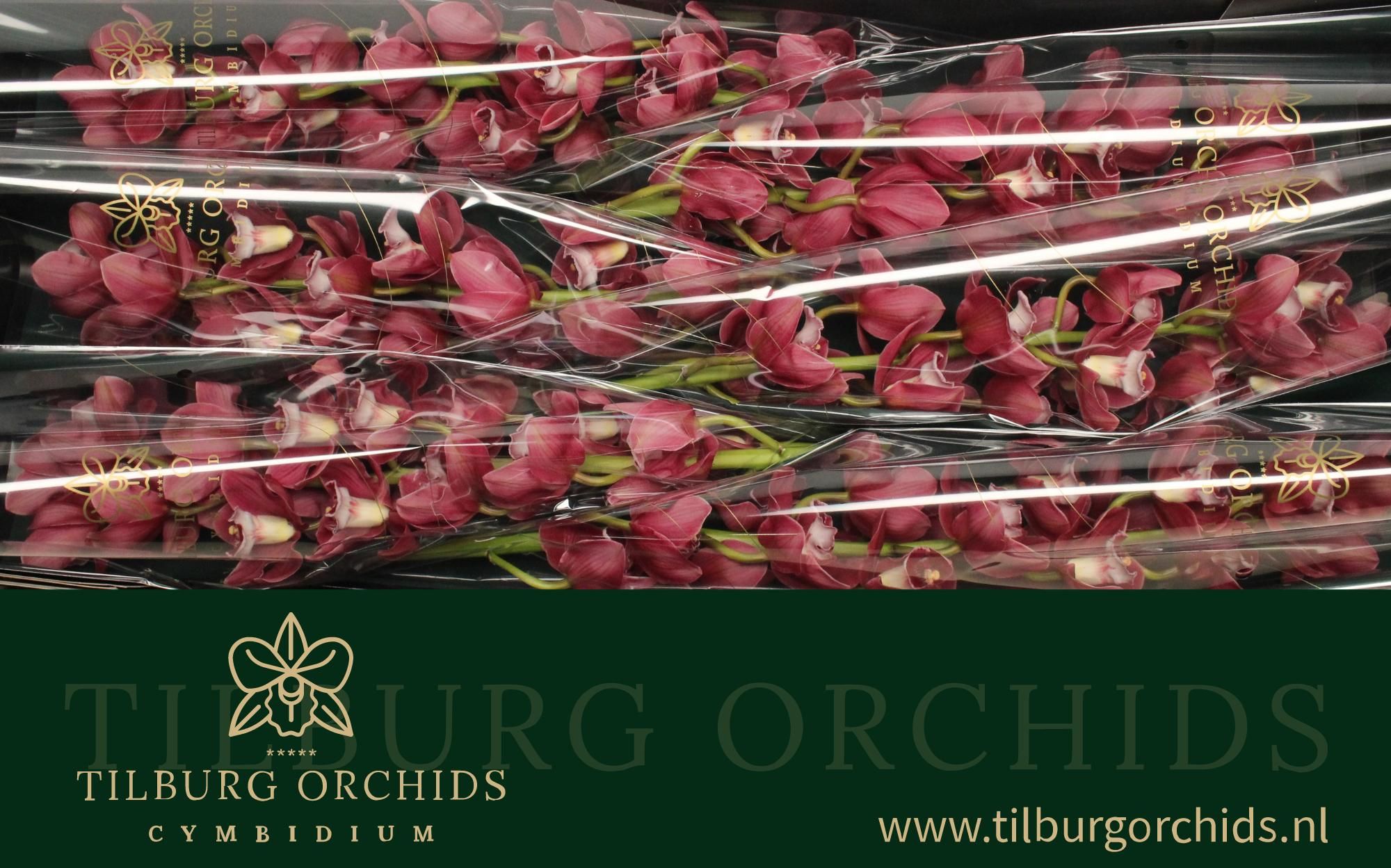 Цимбидиум Хейдс 80 (бордо) x6, шт.