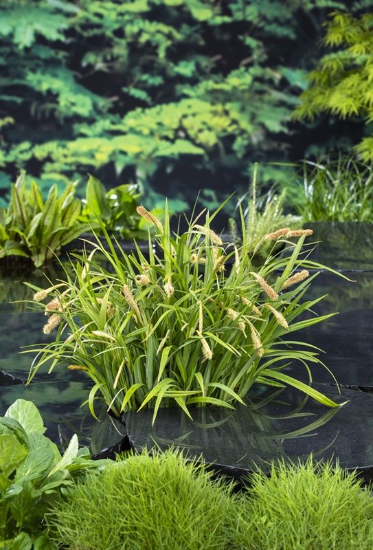 Carex pendula (18x18), D 18
