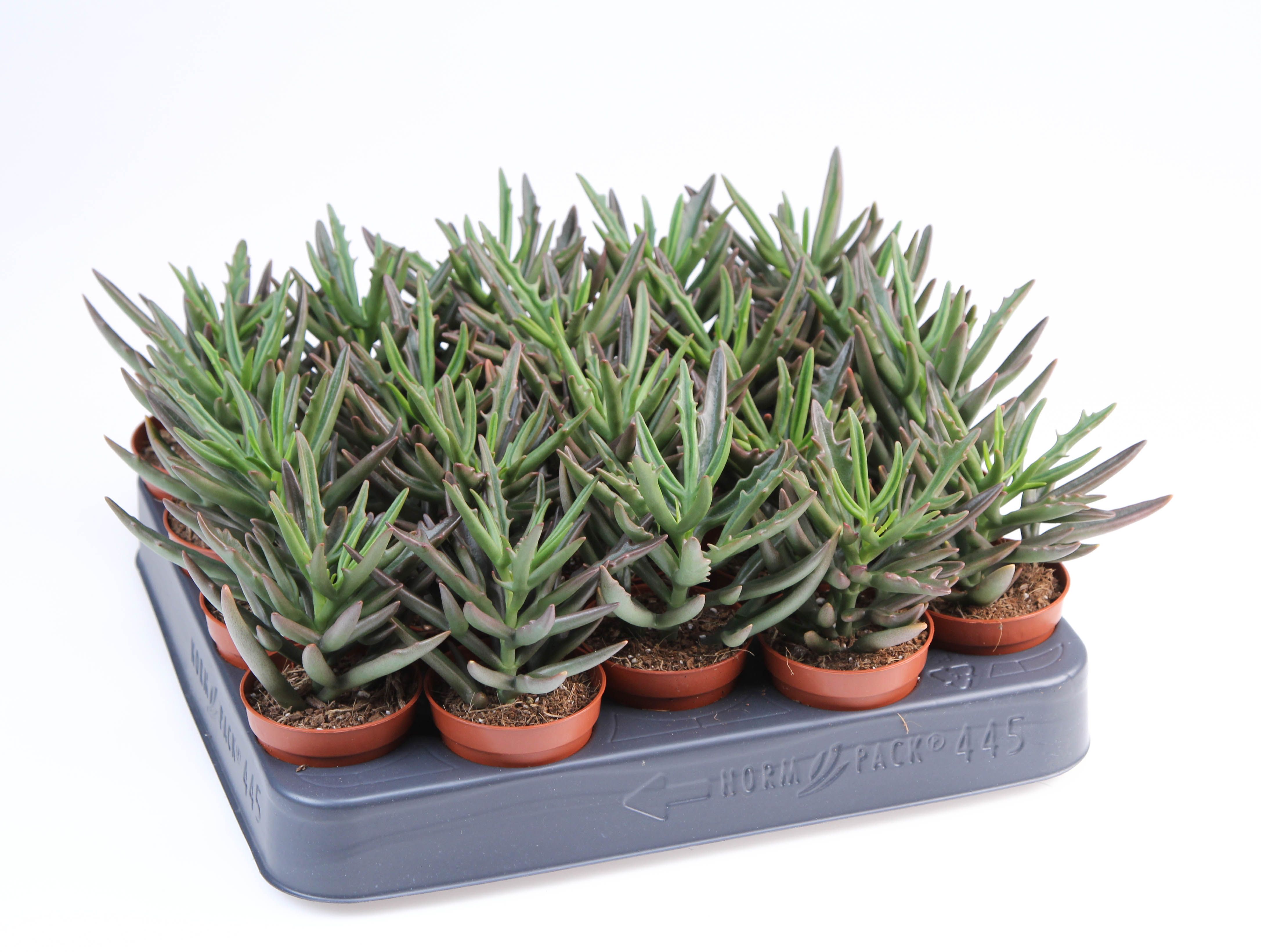 Kalanchoë Spider, D 5,5