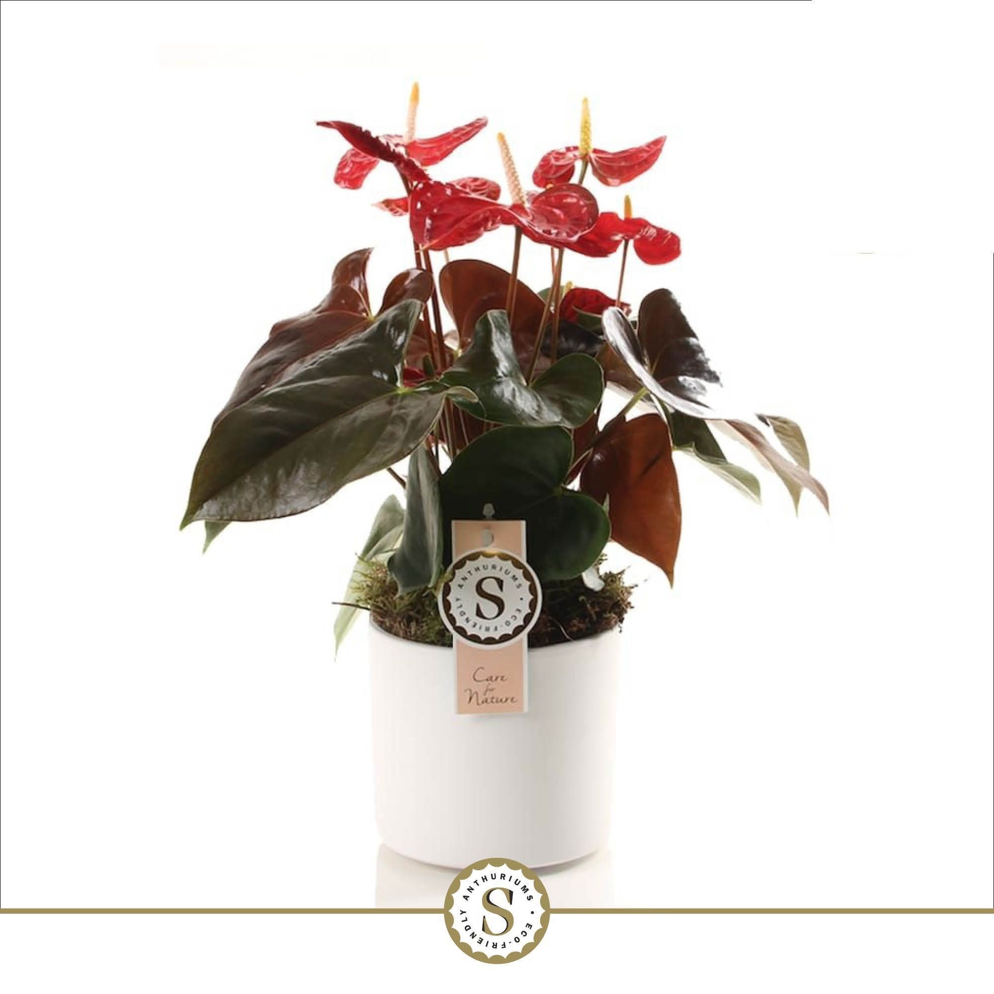 Bari Keramiek White - Coral Champion, D 12