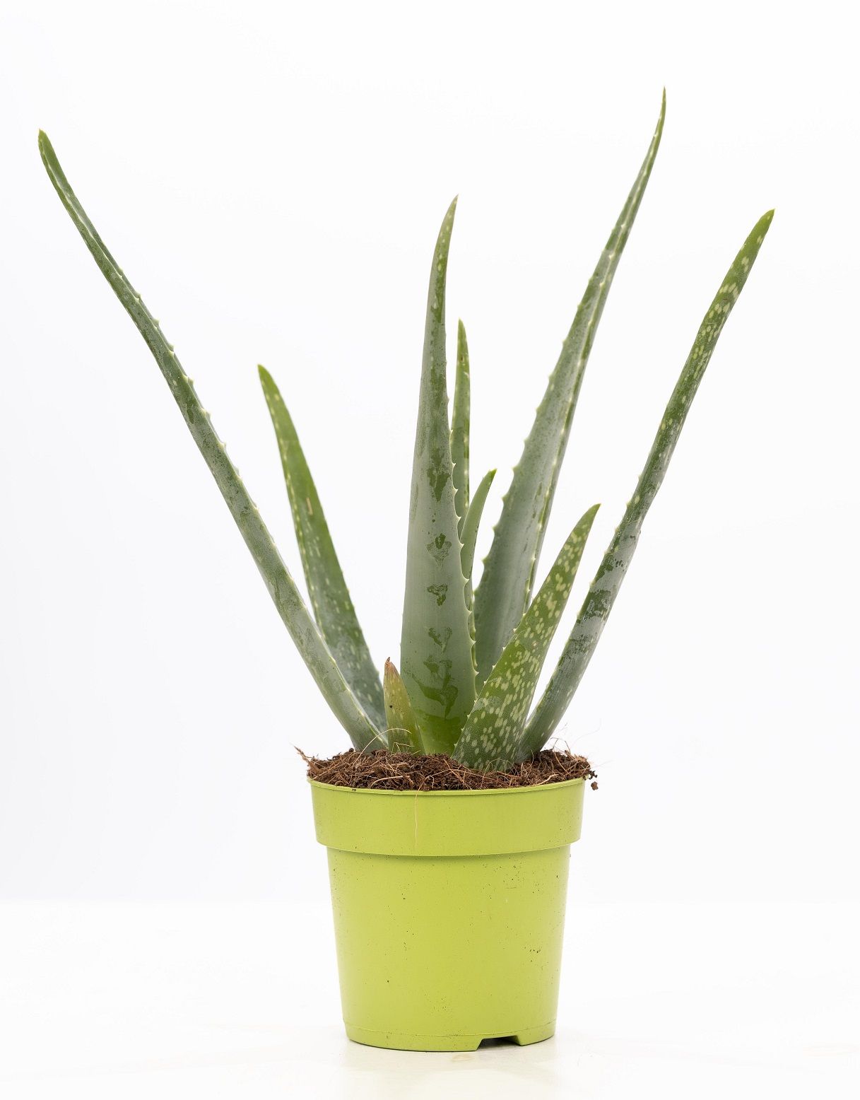 Aloe Vera P&PURE Collection, D 12