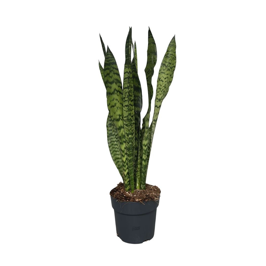 sansevieria zeylanica, D 17