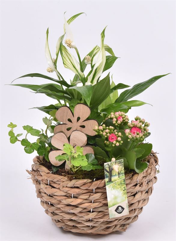 Mais mand 18cm, D 18