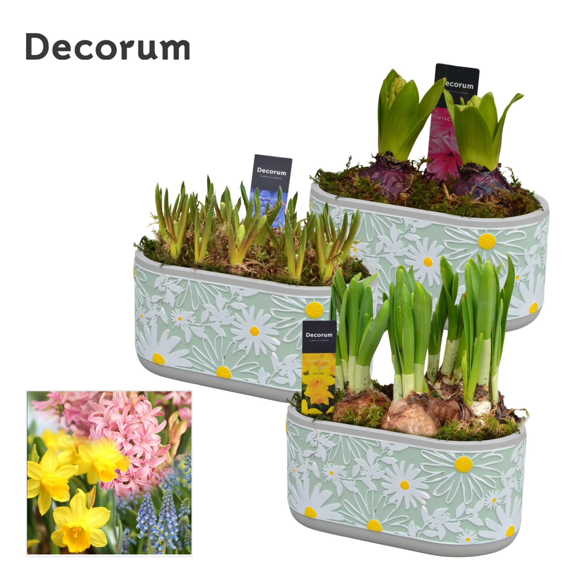 Bollenmix Margriet HL14893B, D 17