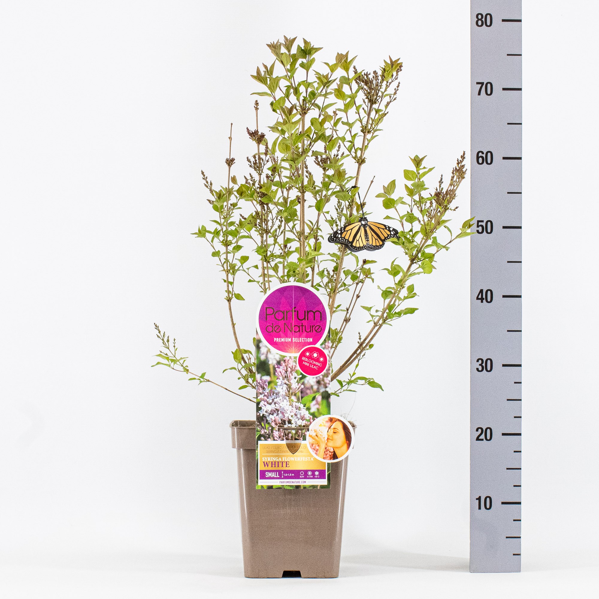 Syringa FLOWERFESTA® White, 'Premium Selection', C5, D 23
