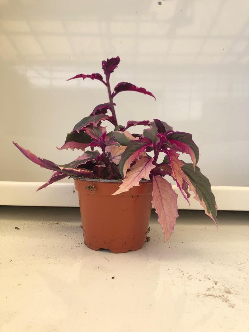 GYNURA AURANTIACA 'PUR.PAS.VARIEGATED', D 12