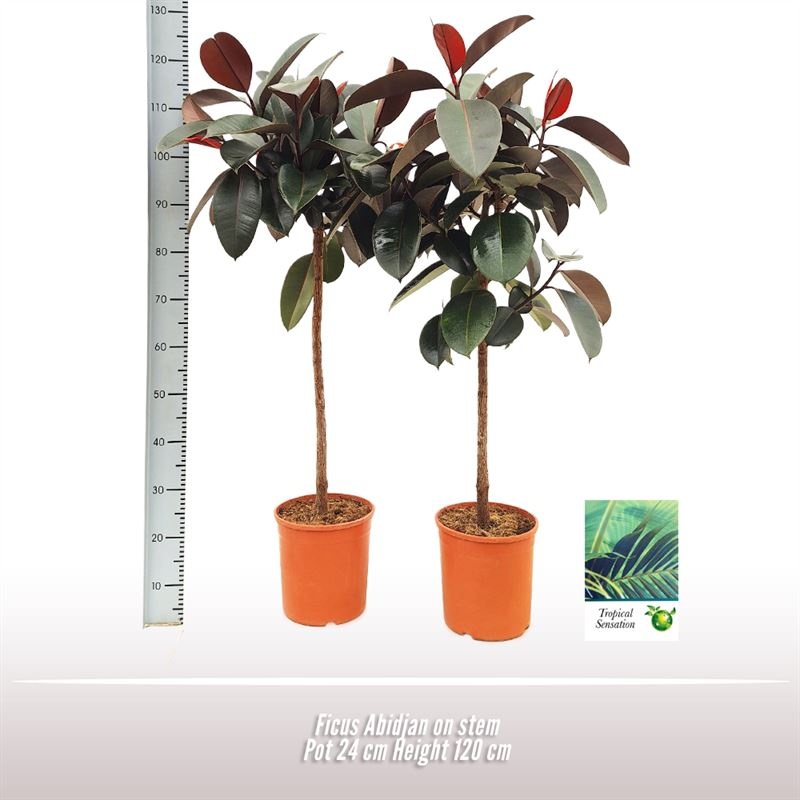 Ficus Abidjan op stam, D 24