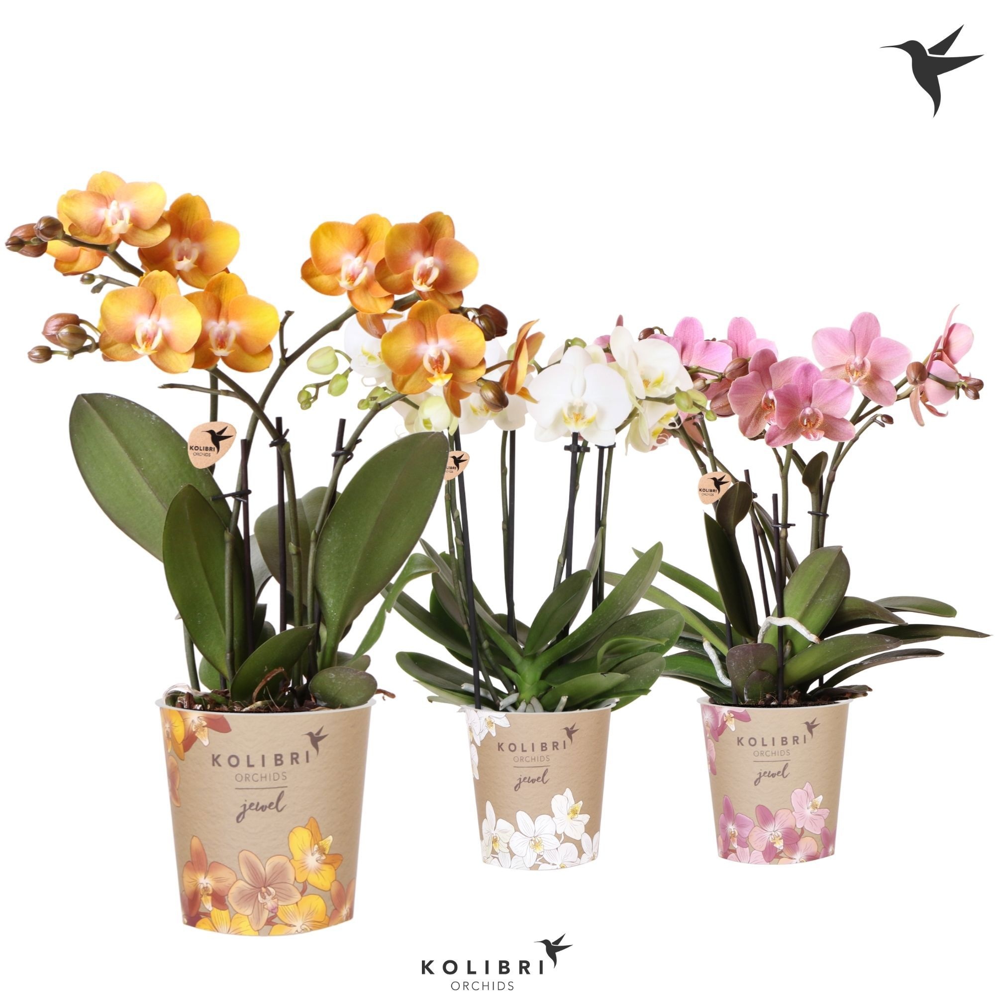 Kolibri Orchids Phalaenopsis Jewel mix 4spike, D 12