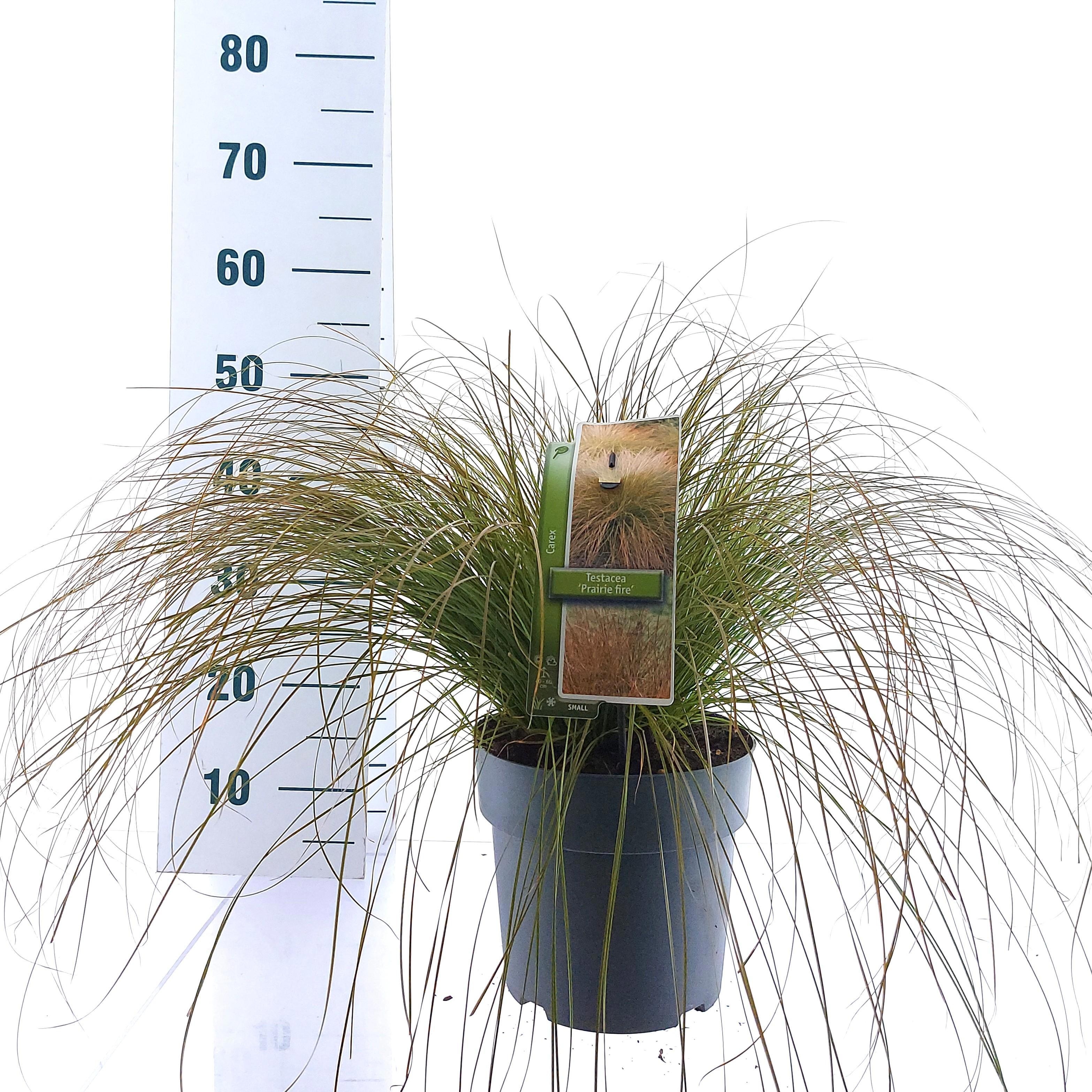 Carex testacea 'Prairie Fire', D 23