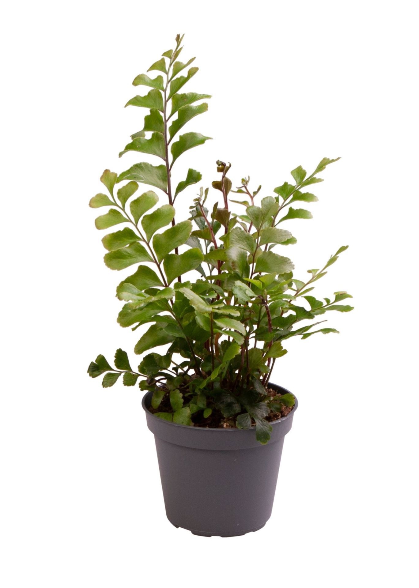 Didymochlaene Trunculata, D 6