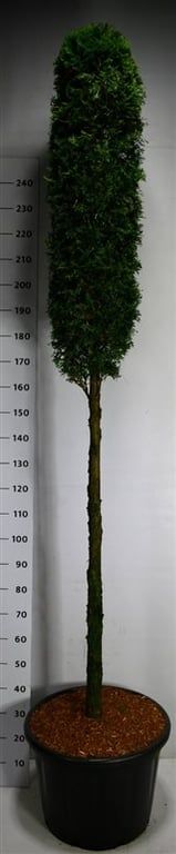 Thuja occ. 'Smaragd', D 54