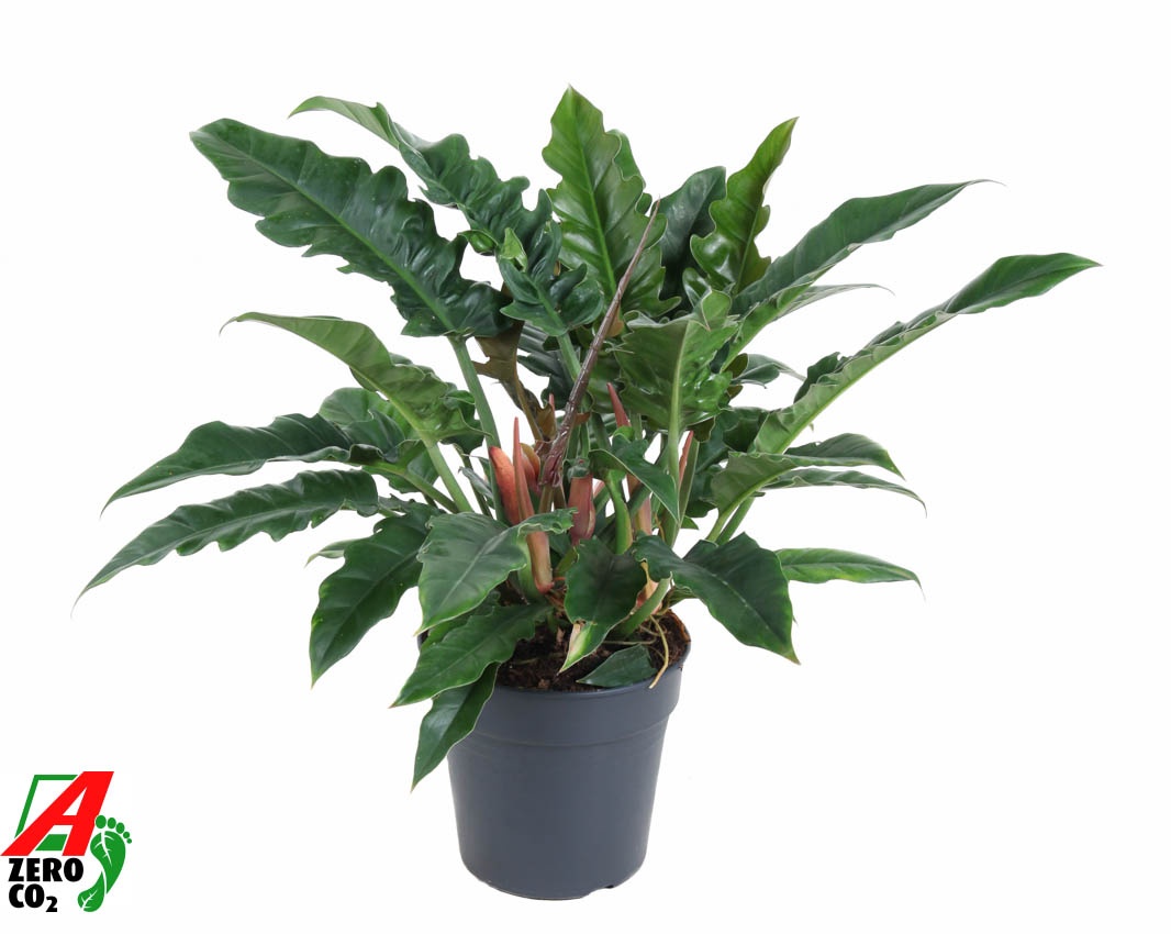 Philodendron Narrow P24, D 24