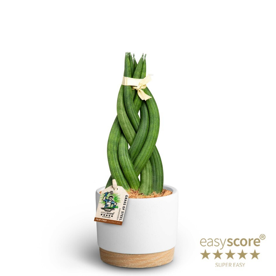 Woodbase White, Sansevieria cylindrica ´Braid´, D 10