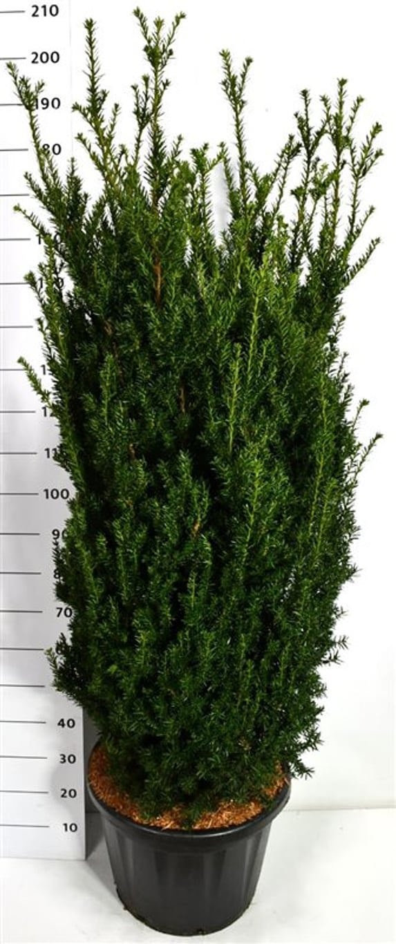 Taxus media 'Hillii', D 48