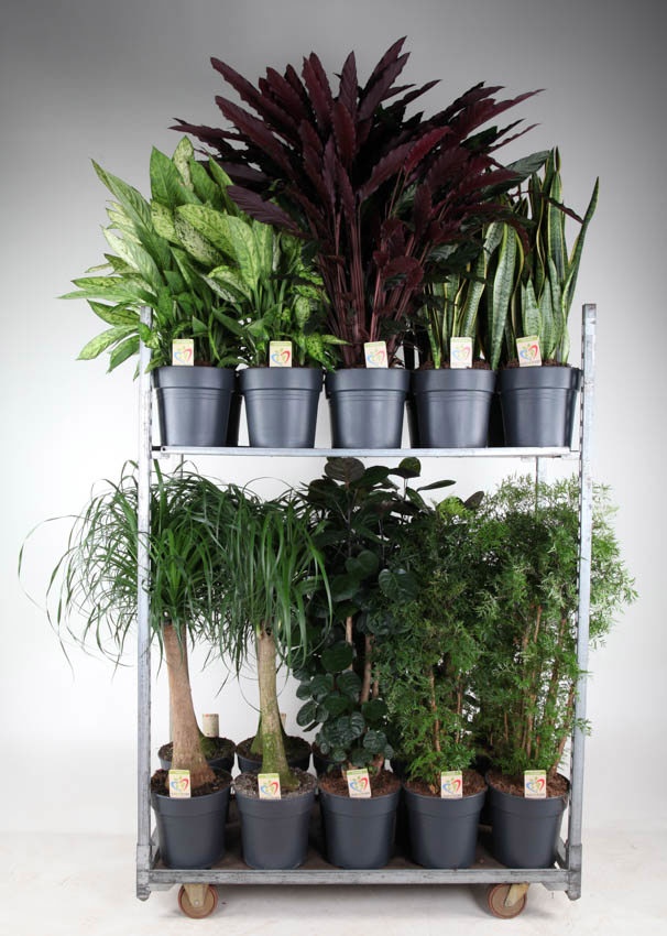 Mix Winter Promo 08, D 27