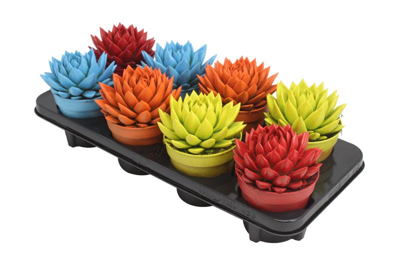 Miranda coloured spring mix, D 12