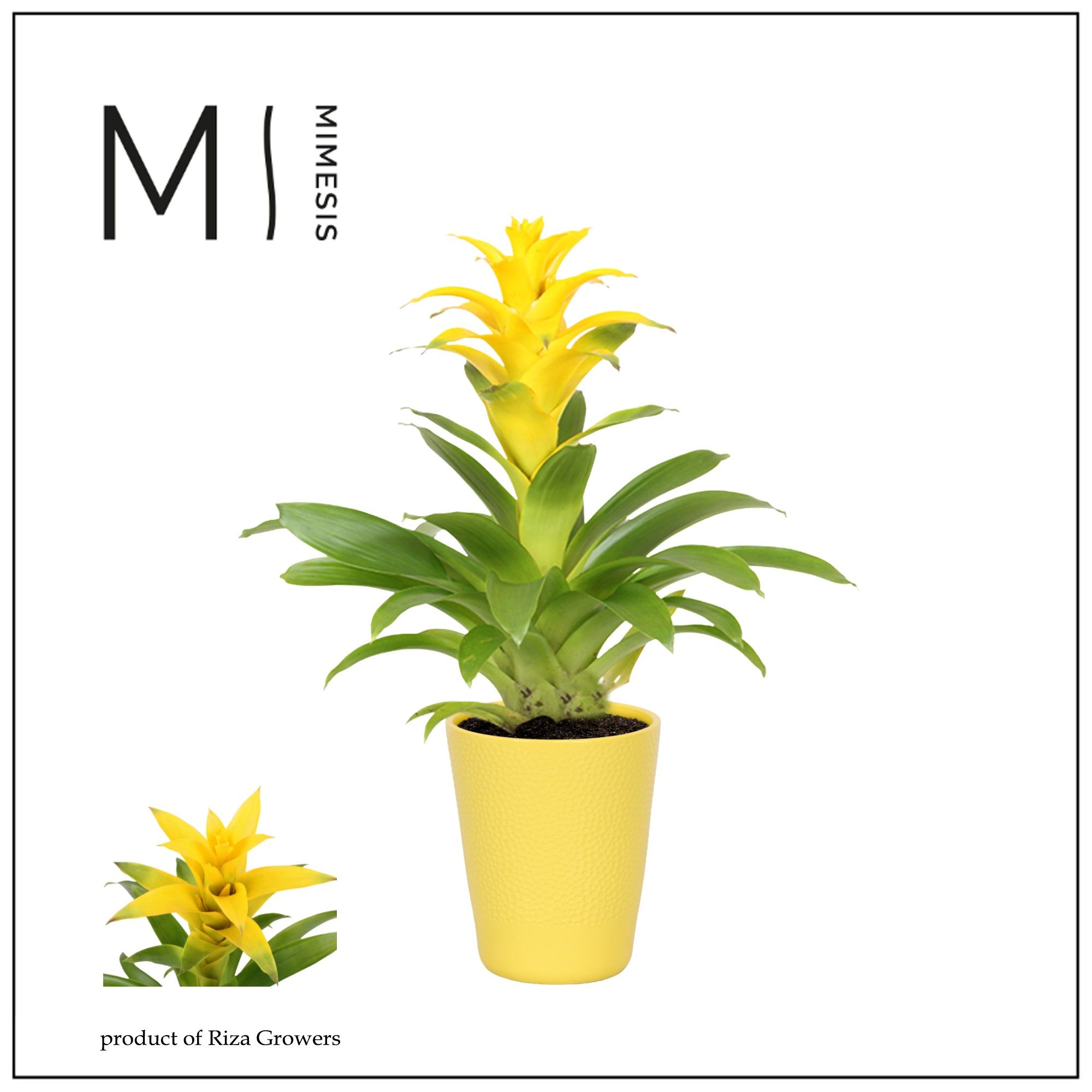 Guzmania Suerte Yellow - 13cm in Florence | Mimesis, D 12