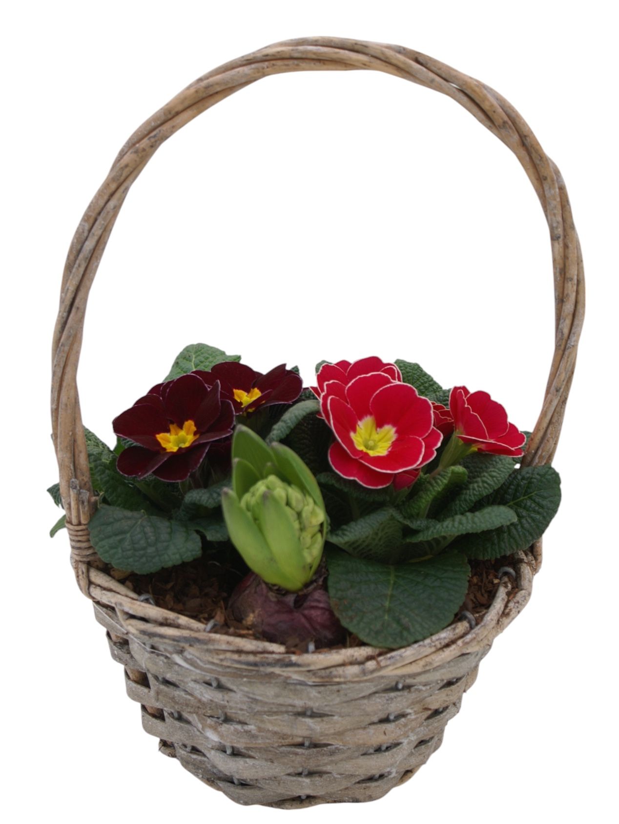 Primula Hengselmand 1x hys 2x prim 579, D 19