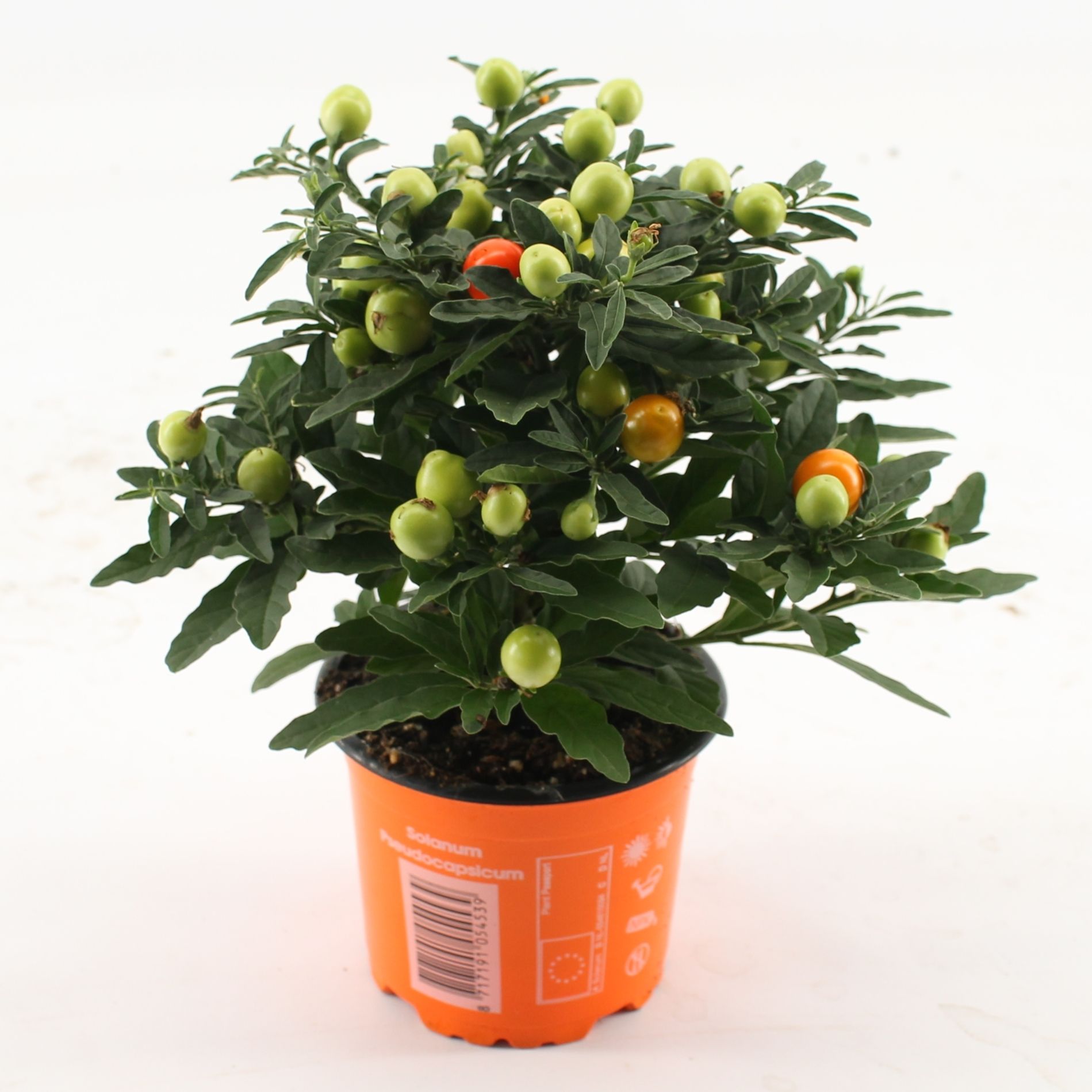 Solanum Pseudocapsicum oranje Bes, D 10,5