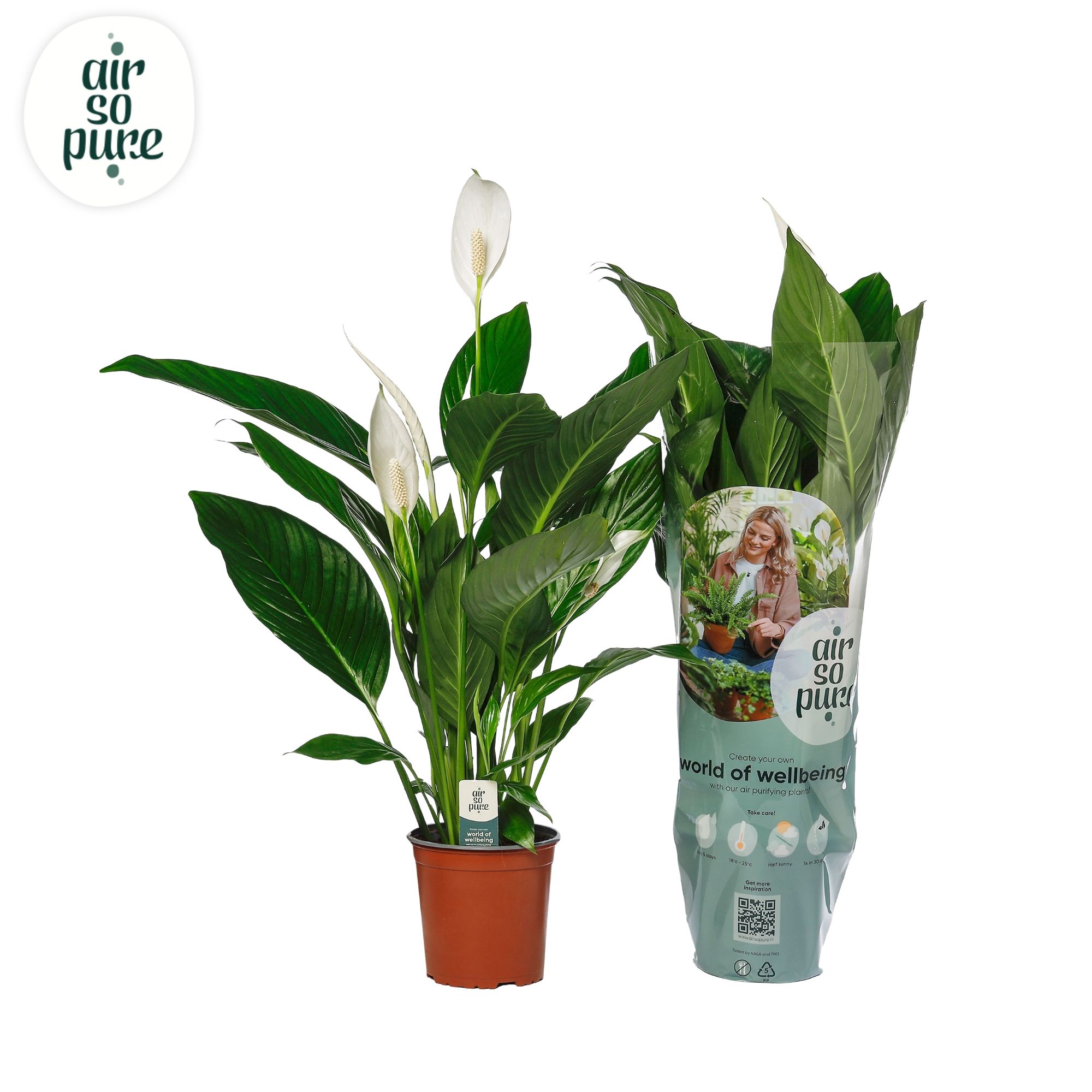 Air So Pure - Spathiphyllum Bingo Cupido 17cm (8774), D 17