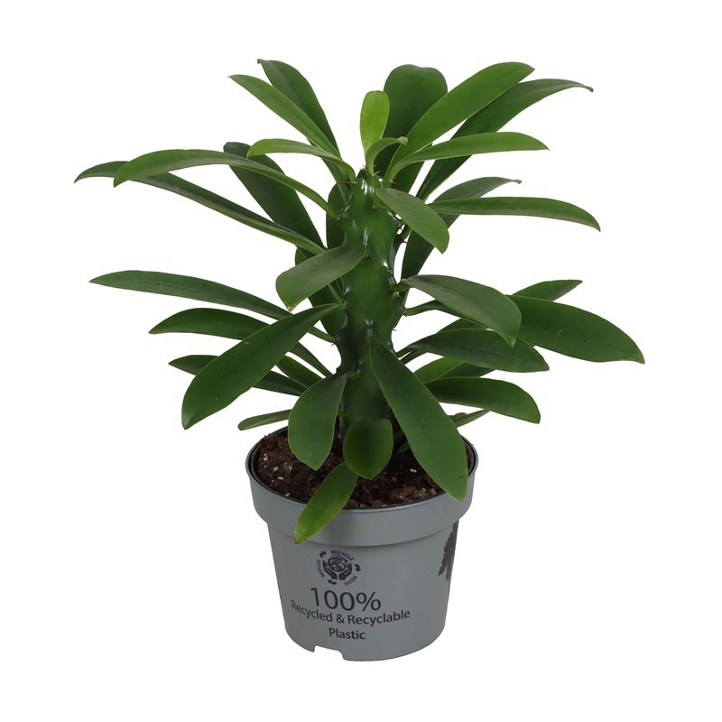 EUPHORBIA NERIIFOLIA, D 12