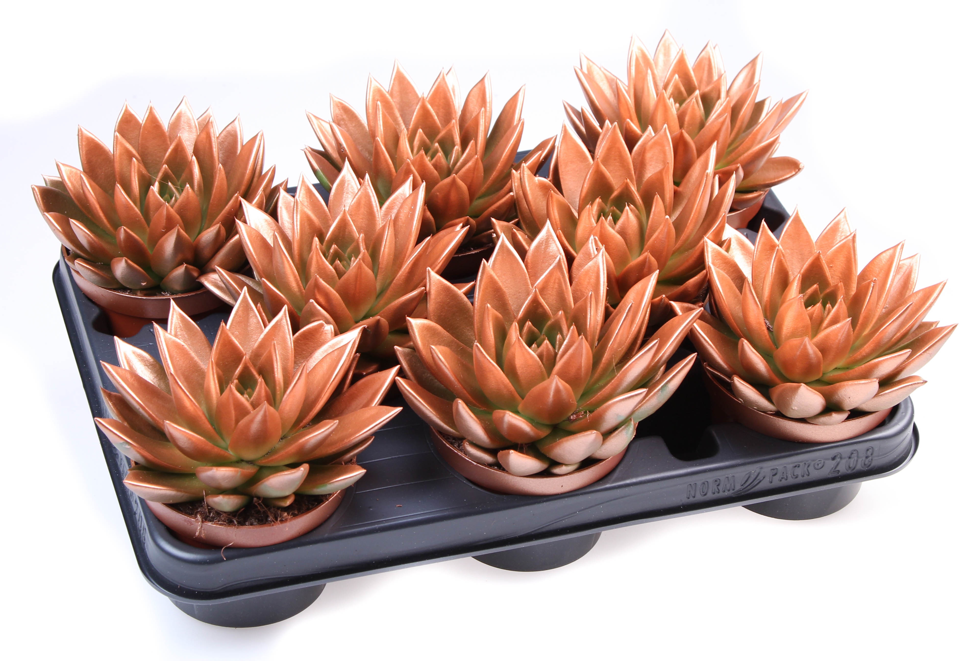 Rainbow bronze, D 10,5