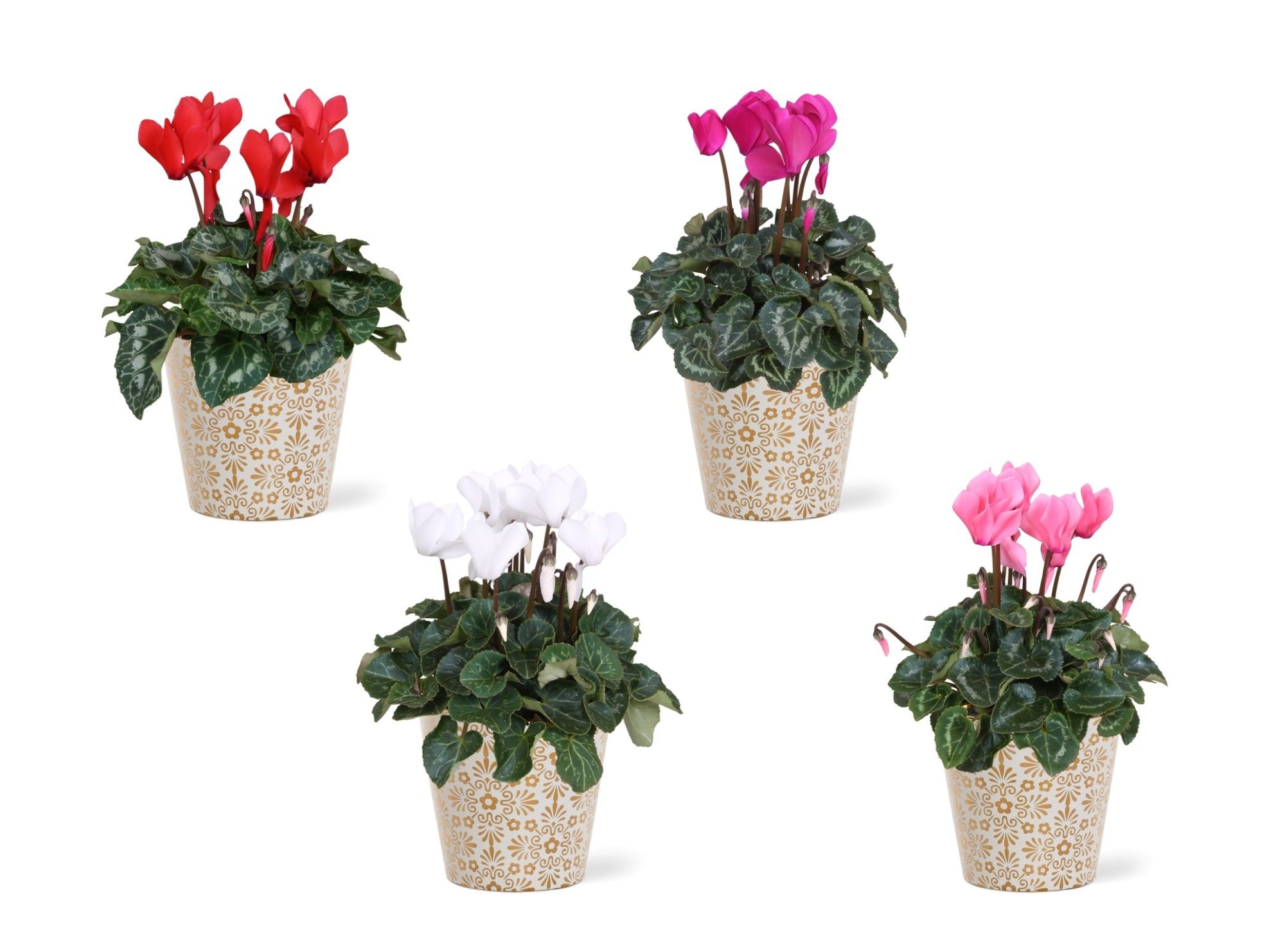 Collectie 'Precious' - Cyclamen in Smartcup Jen (Kerst), D 12