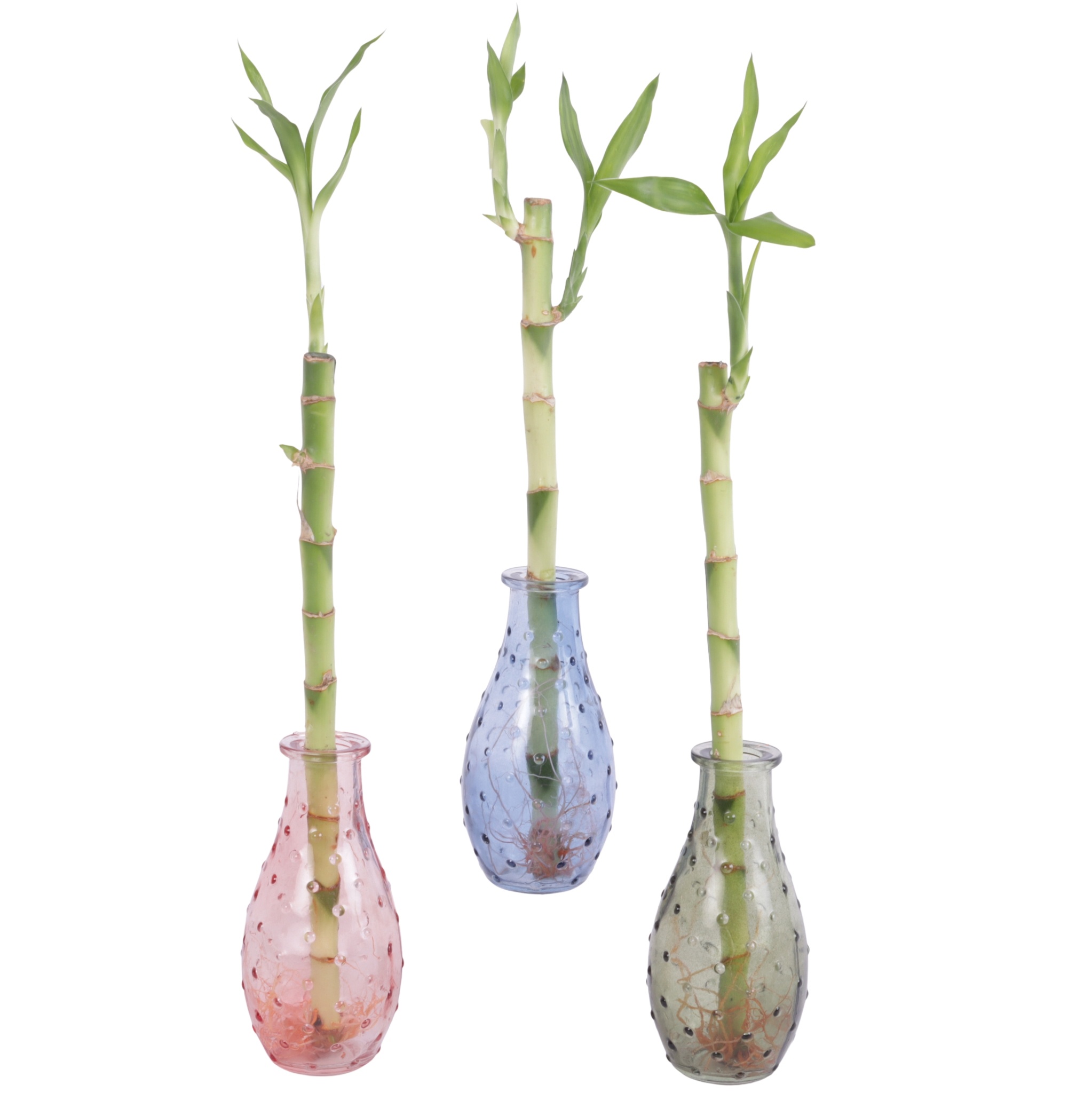 Lucky Bamboo Straight 30cm in 7cm glass, D 7