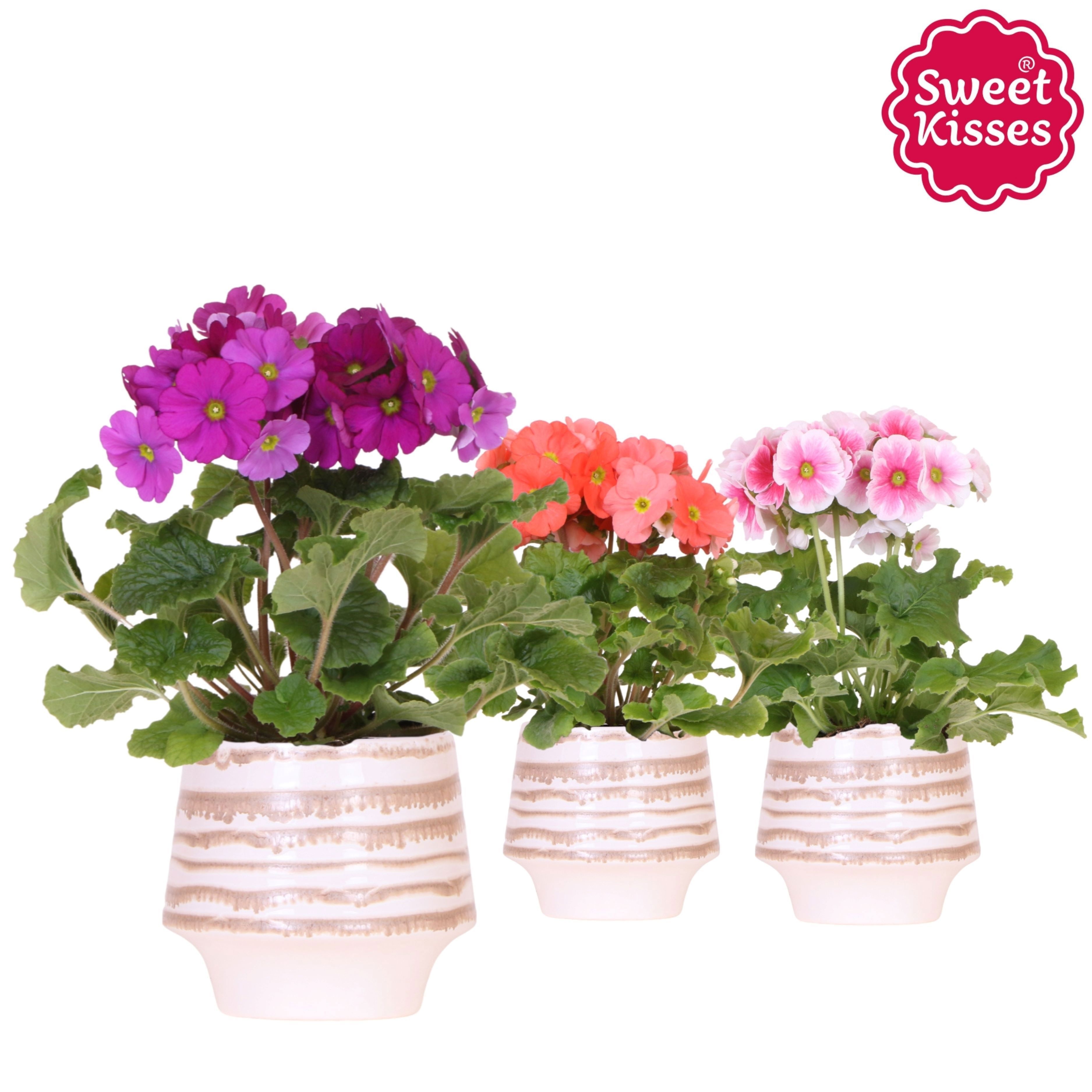 Primula Obconica Sweet Kisses mix in Moonstone pot white, D 12