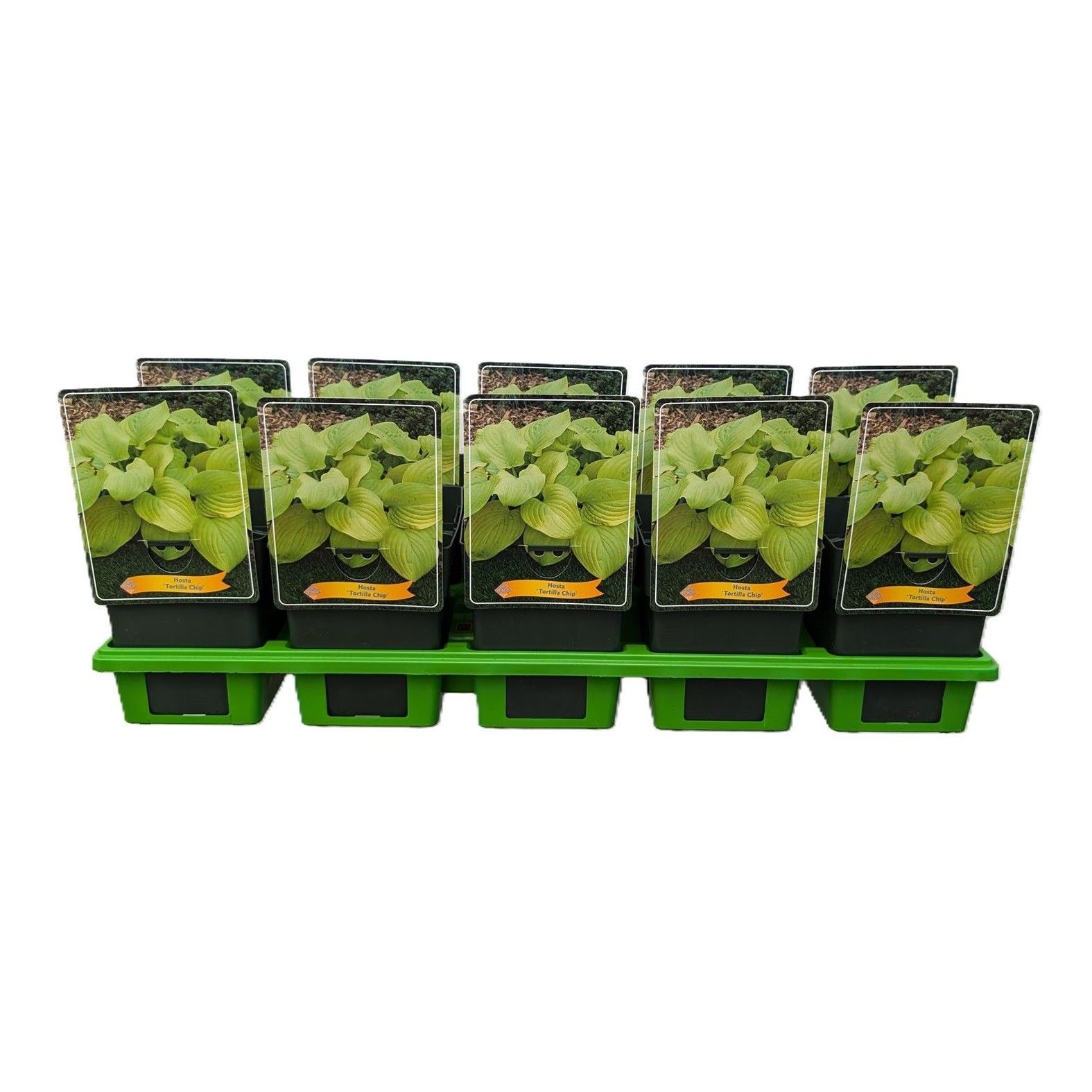 Hosta 'Tortilla Chip' P11, D 11