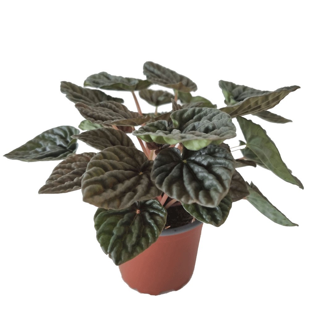 PEPEROMIA CAPERATA 'WEISS BURGUNDER', D 11