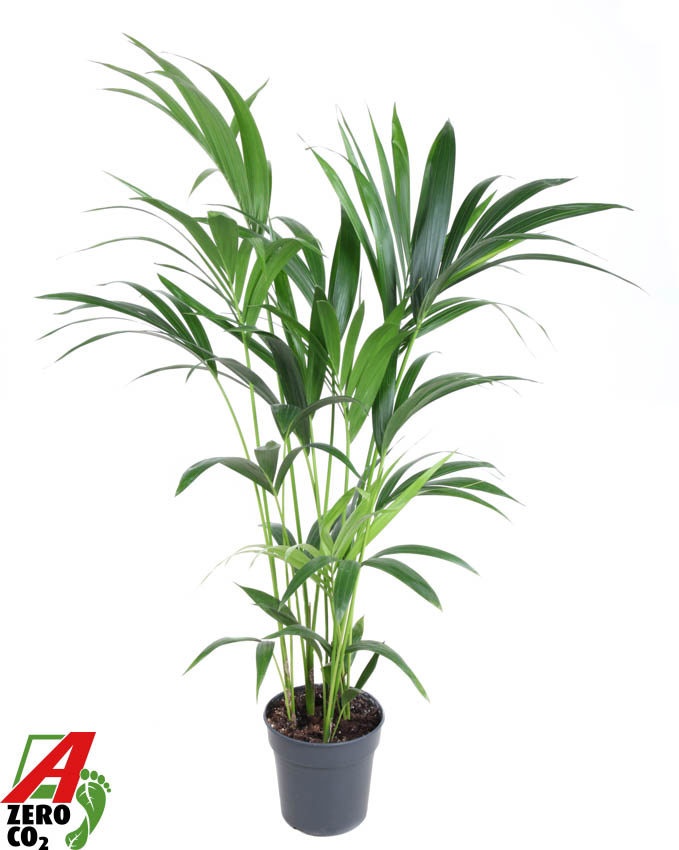 Howea Forsteriana(kentia) P21-120, D 21