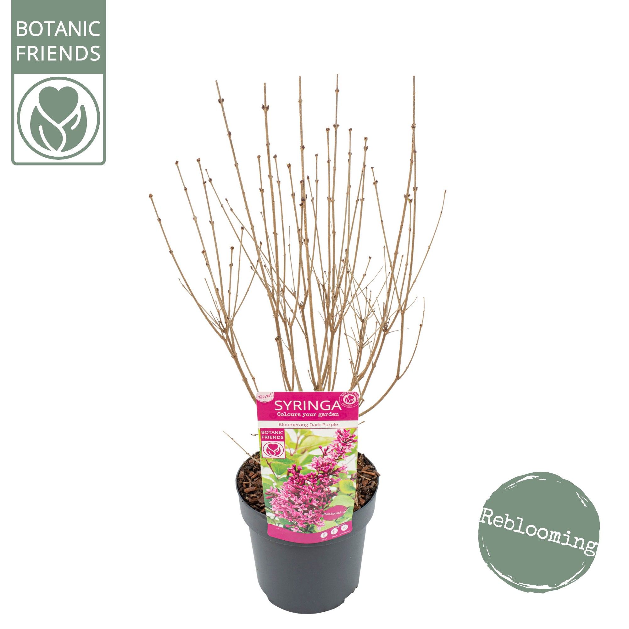 Syringa 'Bloomerang Dark Purple' ®, D 19