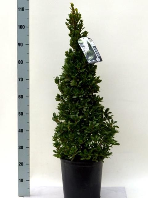 Laurus nobilis 'Bay Junior' Speciale Pyramide - Vlaamse Laurier, D 27