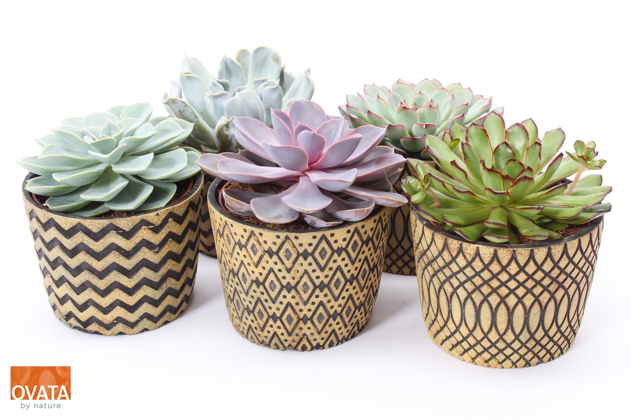 Echeveria mix in Cancun 14, D 14